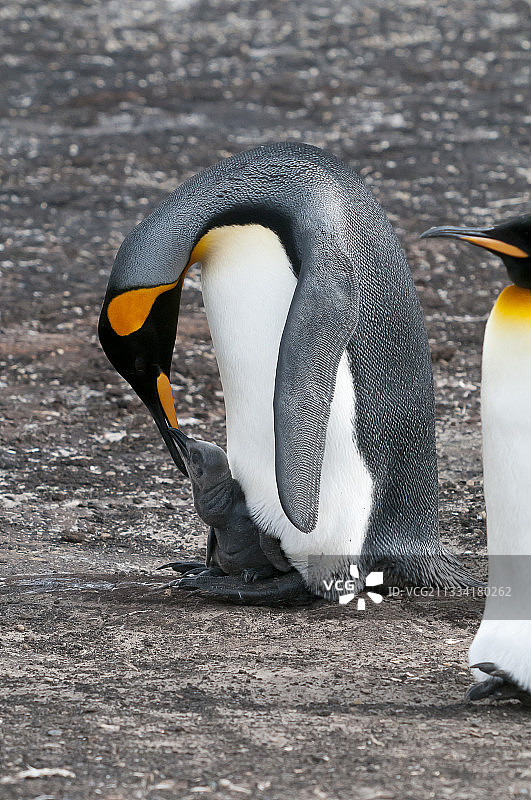 帝企鹅喂养幼崽 - 福克兰群岛图片素材