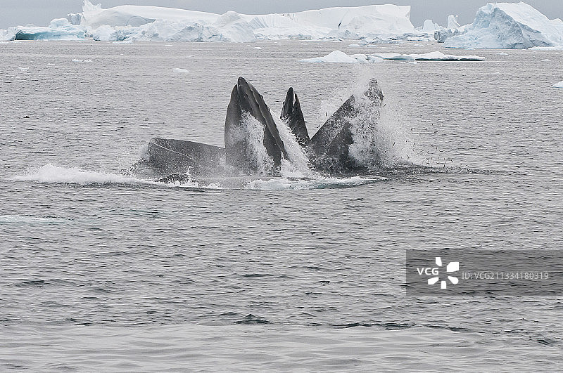 格陵兰岛上捕食毛鳞鱼的座头鲸图片素材