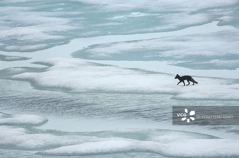 夏季格陵兰岛冰上的北极狐图片素材