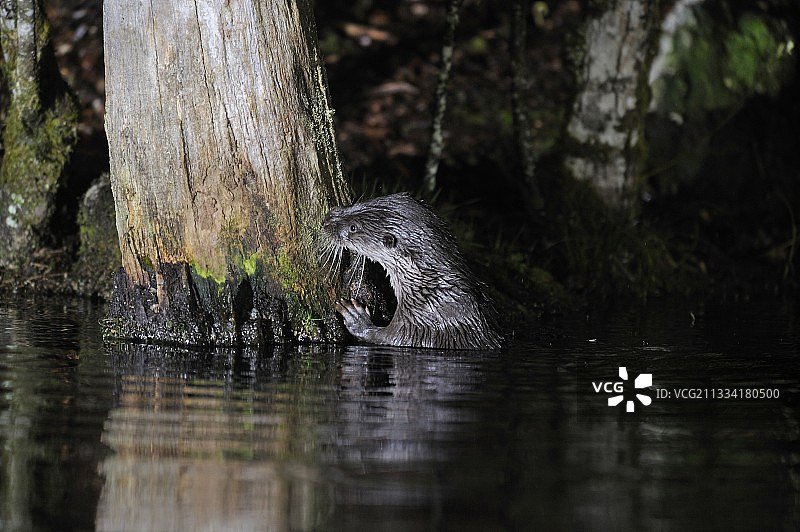 水獭嗅着标记点图片素材