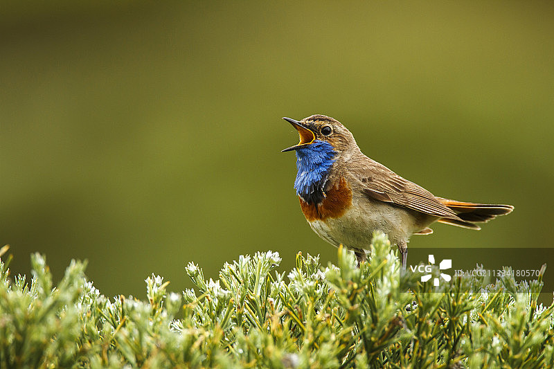 在灌木丛上歌唱的蓝喉歌鸲 - 西班牙格雷多斯山脉图片素材