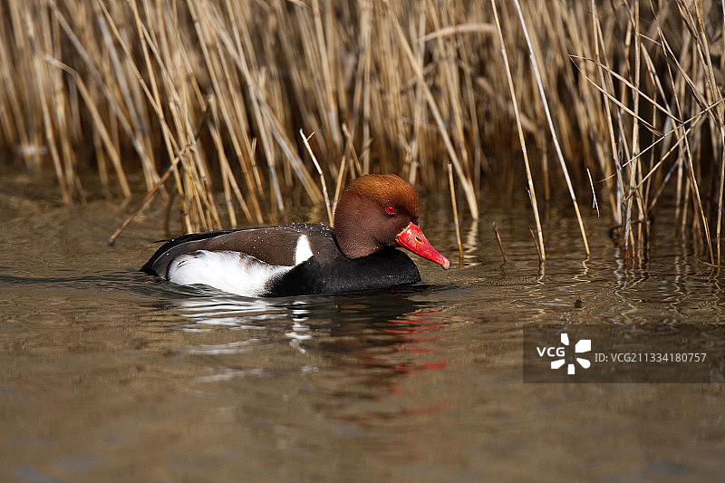 凤头潜鸭水上写真 - 西班牙达米埃尔图片素材