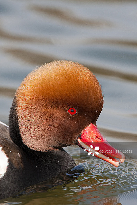 红头潜鸭肖像，西班牙图片素材