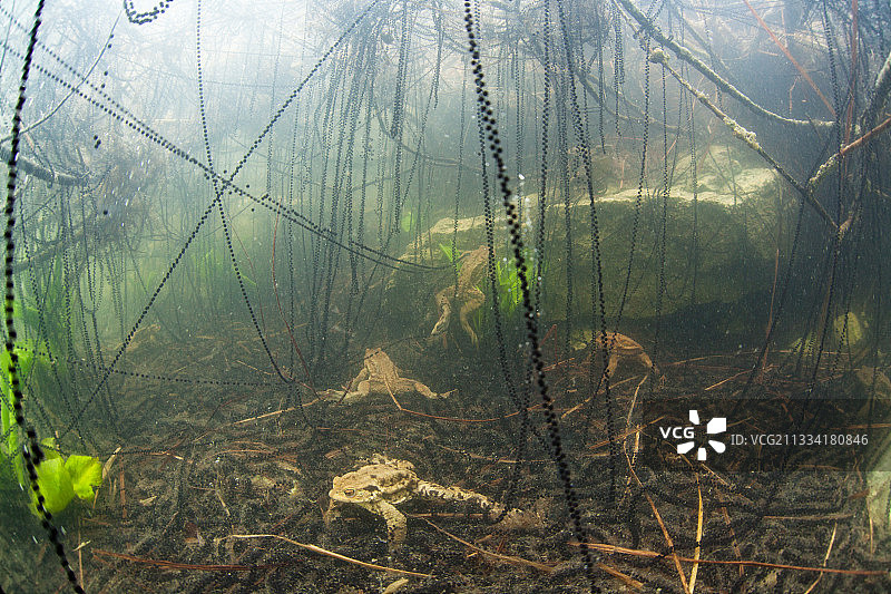普通蟾蜍及其卵，法国湖泊图片素材