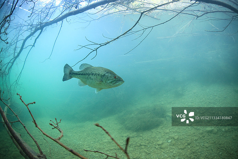 西班牙沉没枯树中的大口黑鲈图片素材