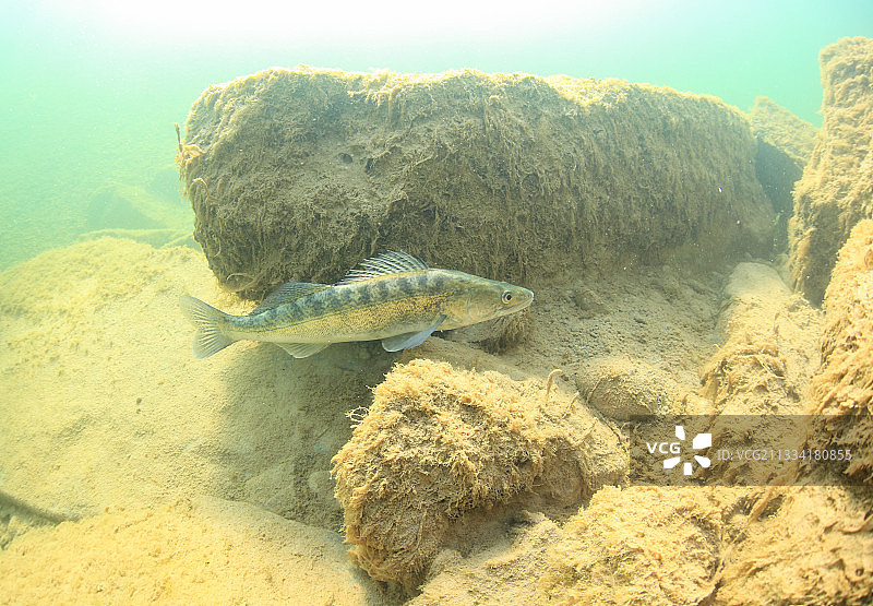 河流底部的梭鲈-西班牙图片素材