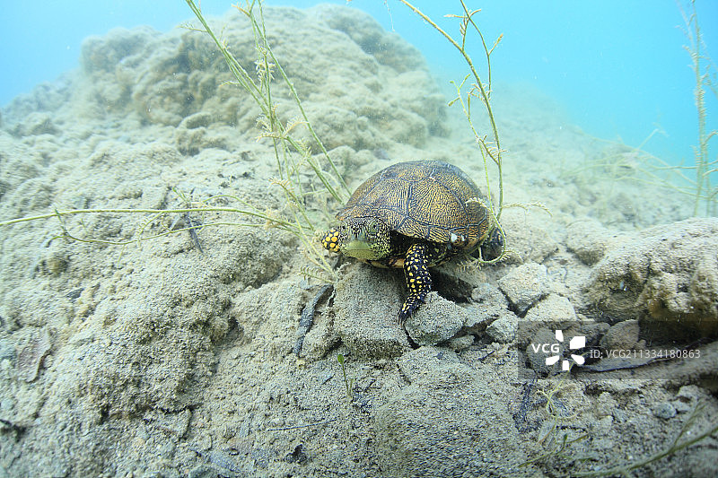 湖底的欧洲池龟 - 法国图片素材