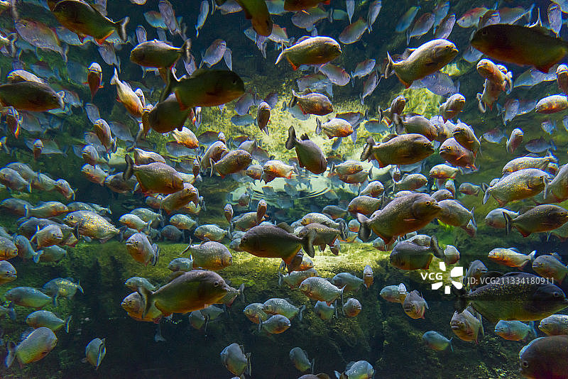 丹麦国家水族馆——哥本哈根蓝色星球图片素材