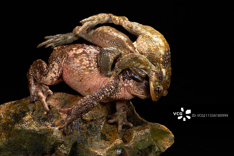 黑色背景下的普通蟾蜍交配图片素材