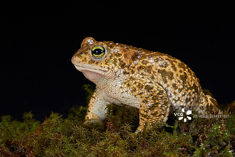 黑背景上的绿蟾蜍图片素材