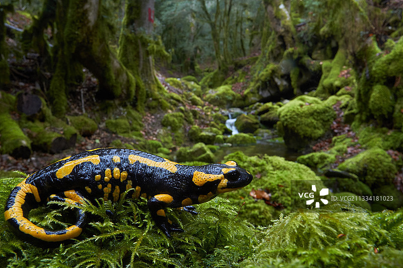 法国潮湿灌木丛中的斑点蝾螈图片素材