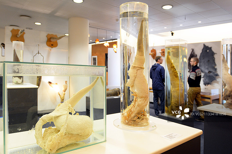 世界动物阴茎大型收藏博物馆图片素材