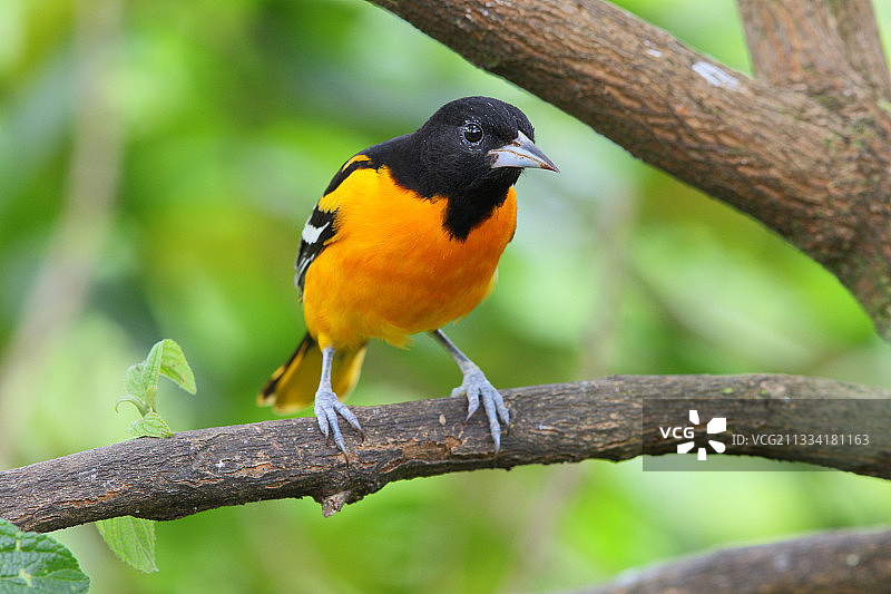 栖息在树枝上的巴尔的摩金莺—哥斯达黎加图片素材