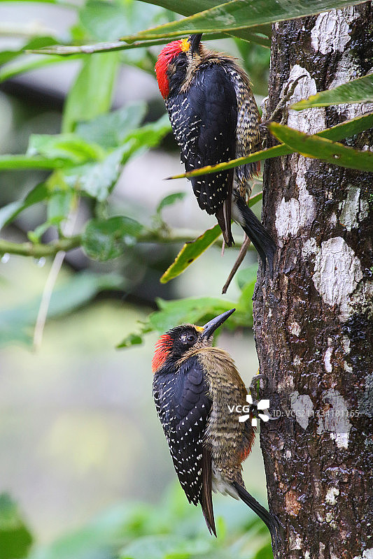顶部男士，底部女士图片素材