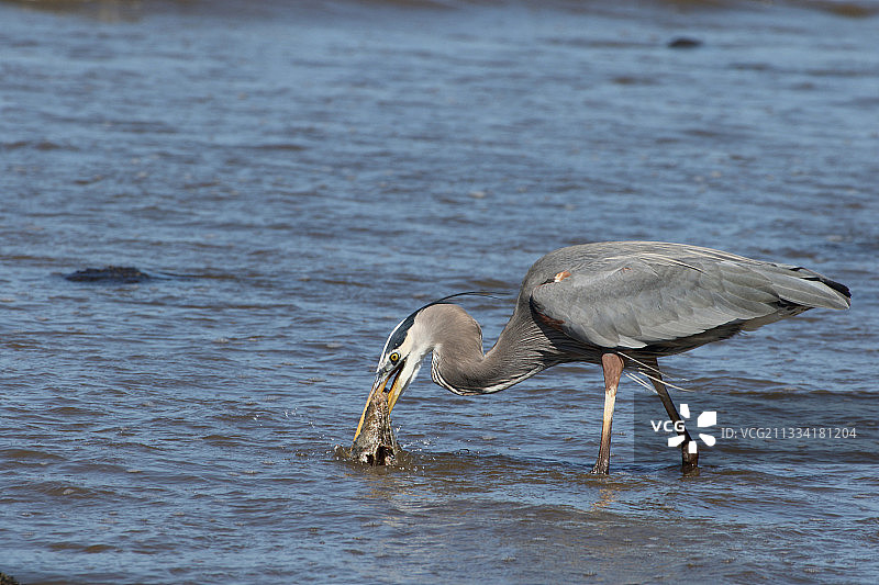 哥斯达黎加水中捕食鳐鱼的苍鹭图片素材