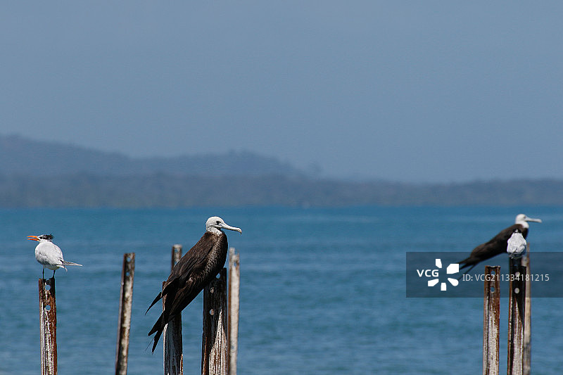 停留在木桩上的幼年丽色军舰鸟 - 哥斯达黎加图片素材