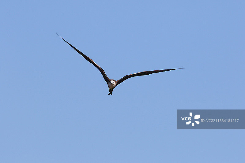 哥斯达黎加飞行中的幼年大军舰鸟图片素材