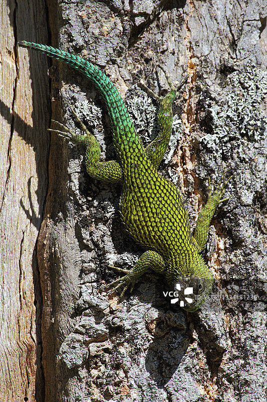 哥斯达黎加树干上的绿刺蜥图片素材