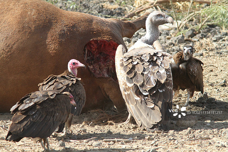 在动物尸体上的棕榈鹫 - 埃塞俄比亚图片素材