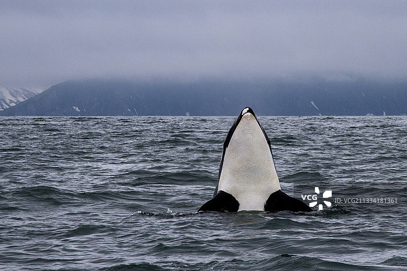 虎鲸间谍跳跃 - 俄罗斯堪察加半岛太平洋图片素材