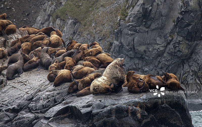 堪察加半岛岩石海岸上的北海狮图片素材