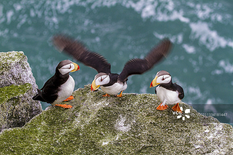 俄罗斯楚科奇岩石岸边的角海鹦图片素材