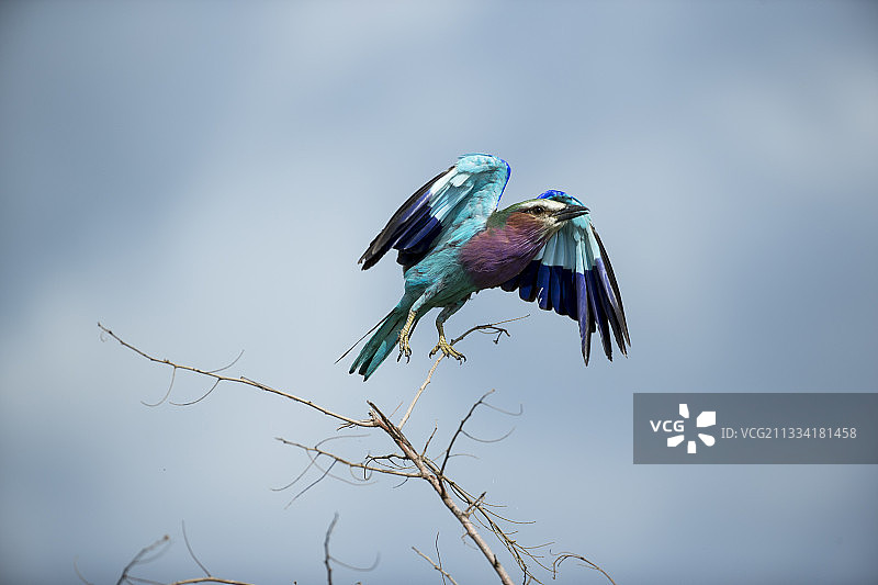 飞离的紫胸佛法僧 - 南非克鲁格图片素材
