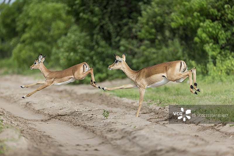 博茨瓦纳乔贝国家公园跃过Safari赛道的黑斑羚图片素材