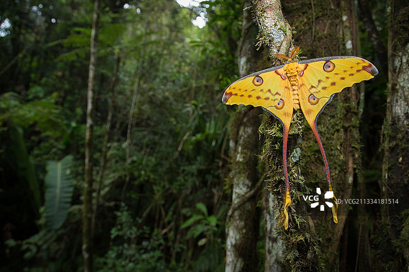 马达加斯加月亮蛾是马达加斯加鳞翅目中最大的一种，也是世界上最大的鳞翅目之一。 雄性的长度可达20厘米，包括尾巴。 尽管这种物种并不少见，但像马达加斯加的大部分野生动物一样，它受到栖息地破坏的威胁。 为宠物贸易收集也是一个问题，因为该物种在圈养中很难繁殖。图片素材