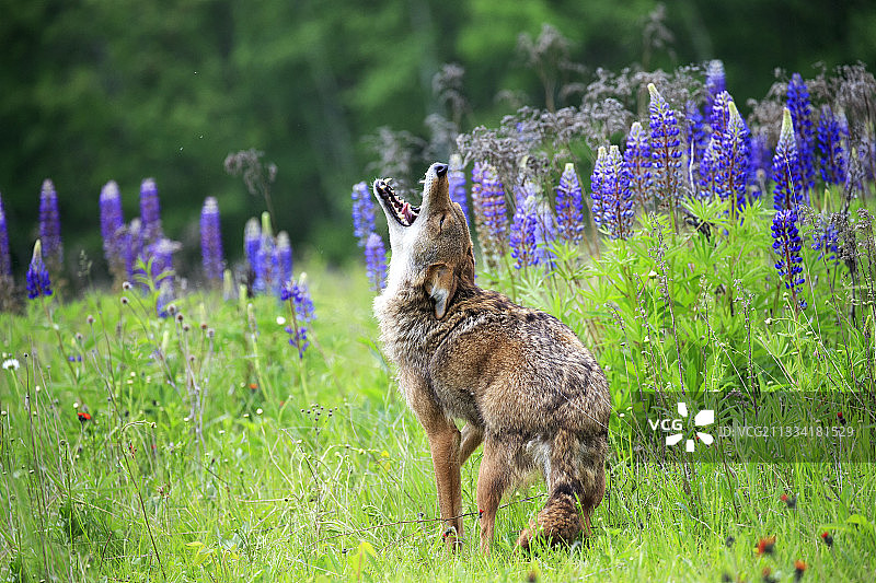 在明尼苏达州草地上嚎叫的郊狼图片素材
