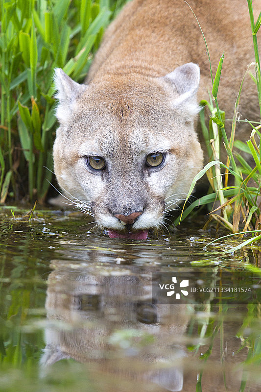 美国明尼苏达州美洲狮饮水特写图片素材