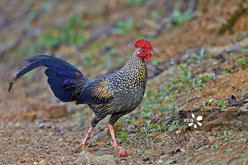 尼尔吉利图片素材