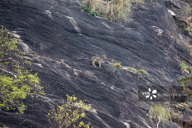 尼尔吉利图片素材