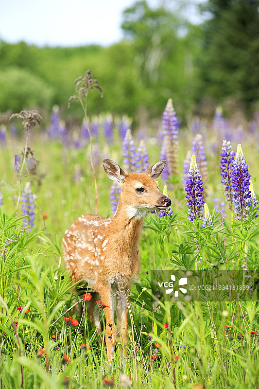 白尾鹿幼鹿和羽扇豆花——美国明尼苏达州图片素材