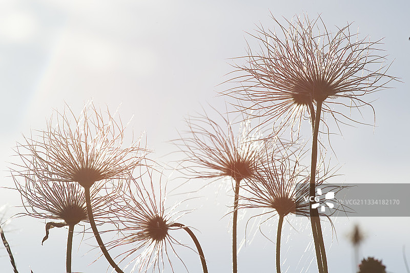 德国凯撒施图尔的白头翁图片素材