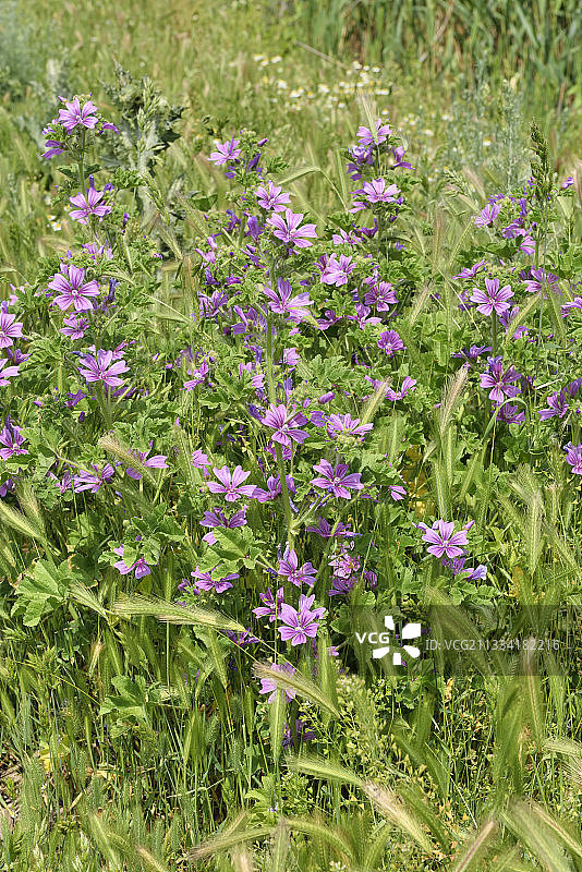 开花的普通锦葵 - 法国图片素材