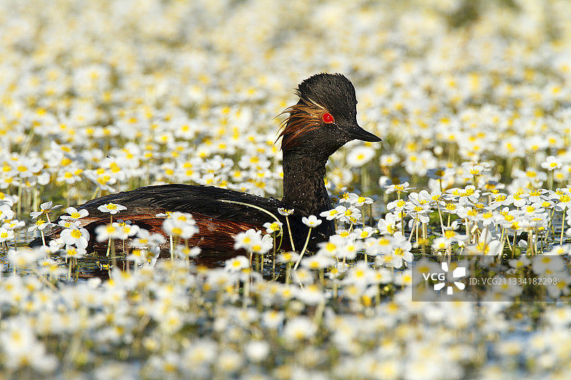 春季西班牙花丛中游动的黑颈䴙䴘图片素材