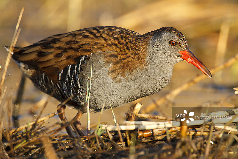 春季西班牙地面上的水轨图片素材