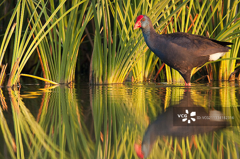 西班牙东臂的紫水鸡图片素材