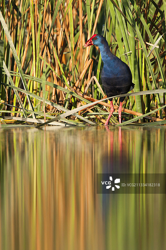 水边的紫水鸡 - 西班牙Brazo del Este图片素材