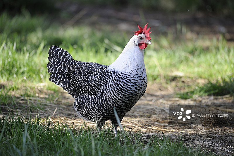 草地上的布雷克尔银母鸡 - 法国图片素材