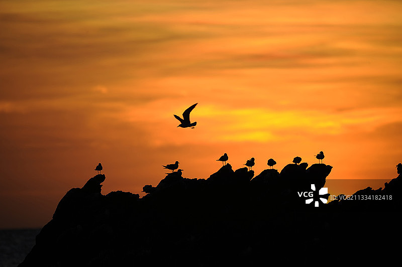 黄昏时分飞翔的笑鸥-特立尼达和多巴哥图片素材