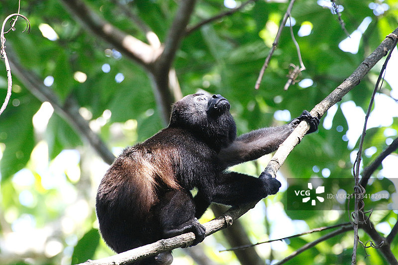 吼猴，哥斯达黎加图片素材