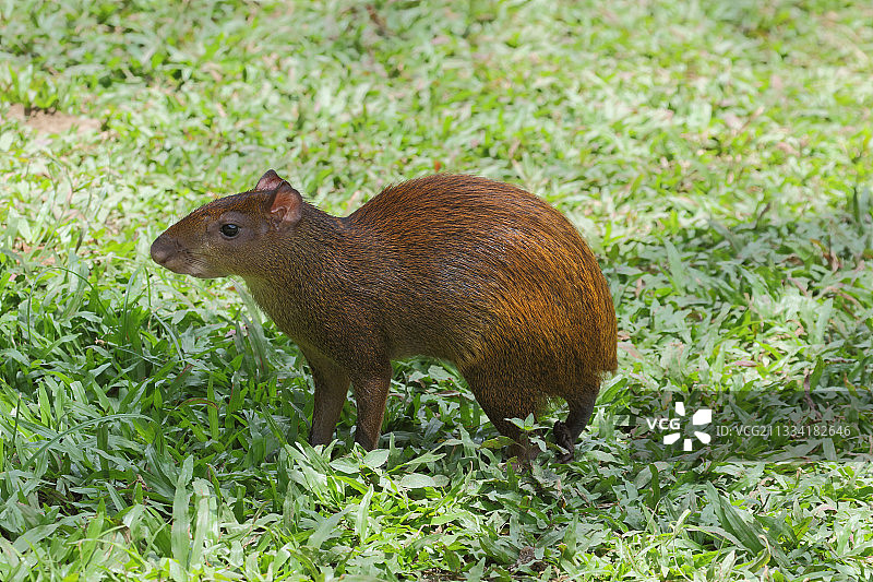 草地上的中美洲刺豚鼠 - 哥斯达黎加图片素材