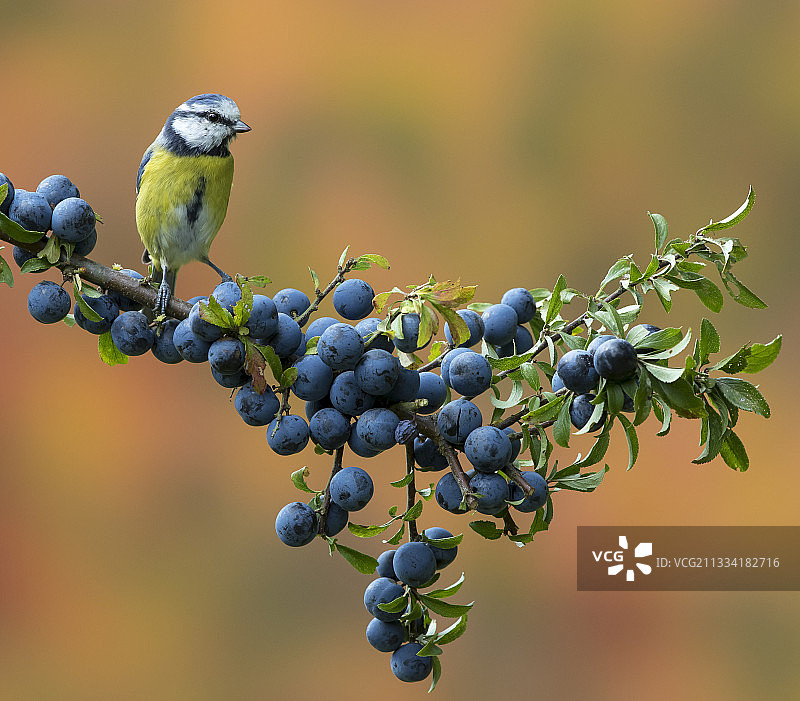 栖息在秋季黑刺李浆果中的蓝山雀 - 英国图片素材