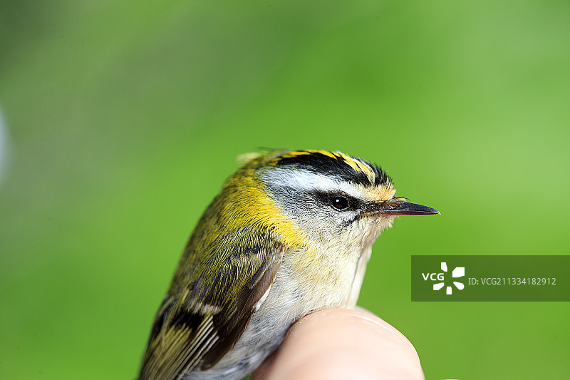 使用尼龙网进行STOC项目的鸟类环志：常见鸟类的时间监测图片素材