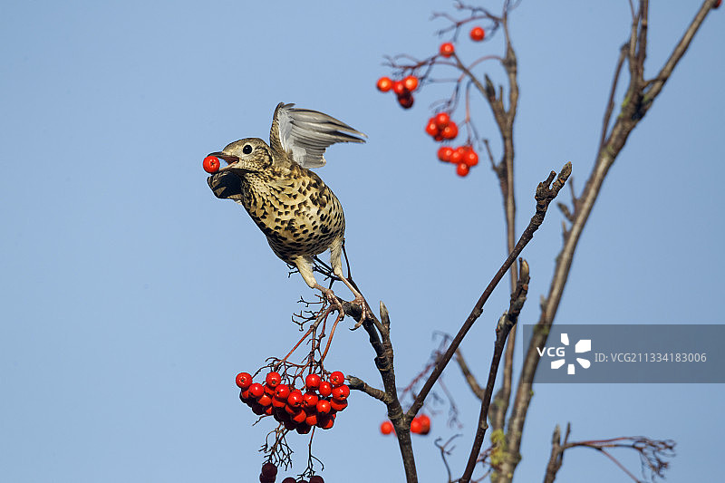 槲鸫与花楸浆果 - 英国沃里克郡图片素材