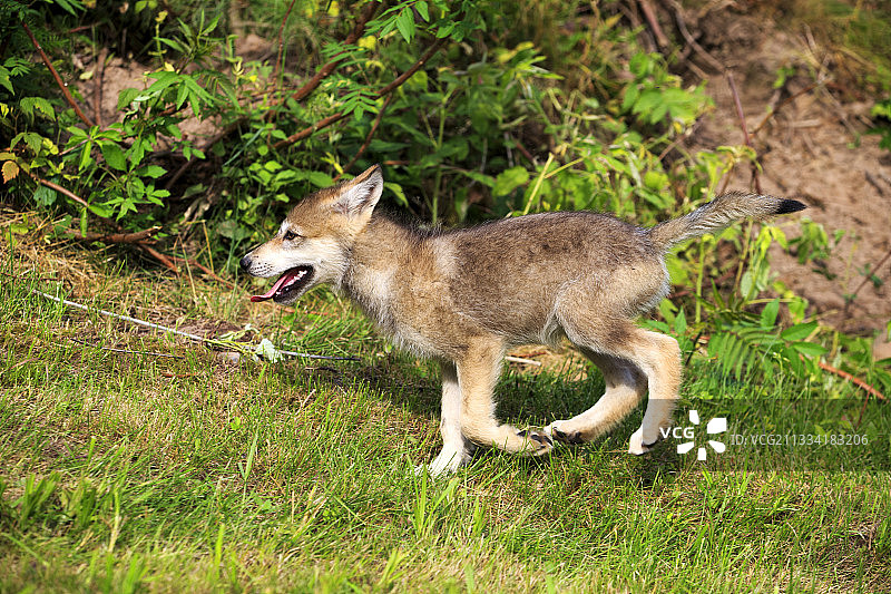 奔跑中的幼年灰狼 - 美国明尼苏达州图片素材