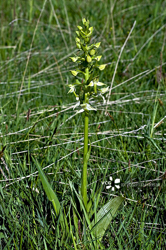 西班牙加泰罗尼亚盛开的大蝶兰图片素材