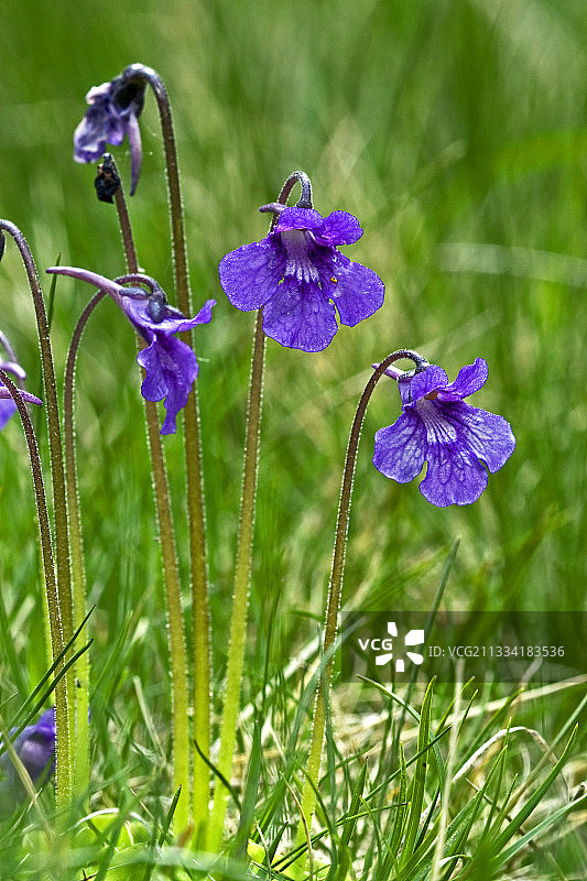 加泰罗尼亚盛开的大花捕虫堇图片素材